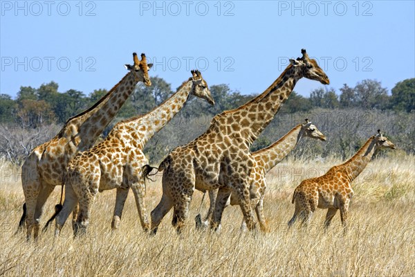 Giraffes