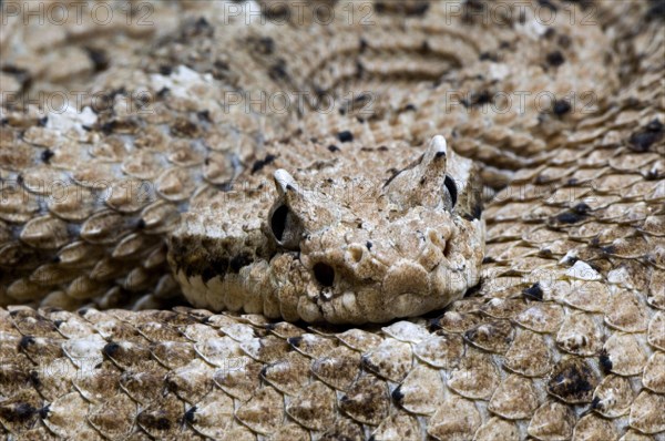 Close up of head with horns of horned sidewinder rattlesnake