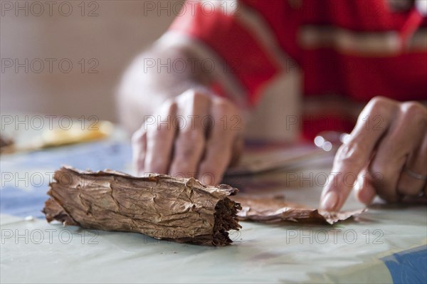 Cigar maker making a hand rolled cuban cigar from a bundle of dried tobacco leaves