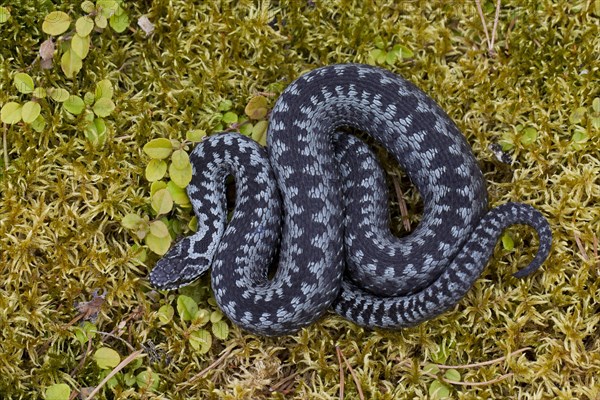 Common European Adder