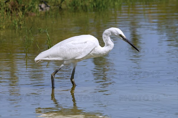 Little egret