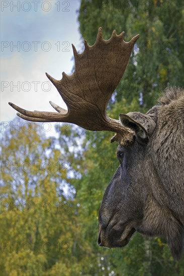 Moose