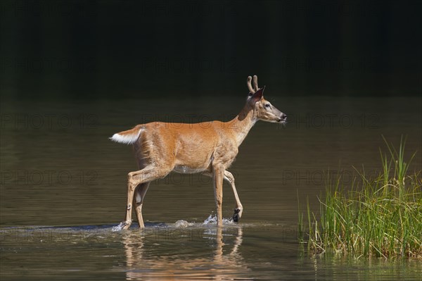 Whitetail deer