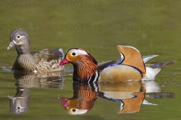 Mandarin duck