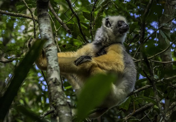 Diademed sifaka