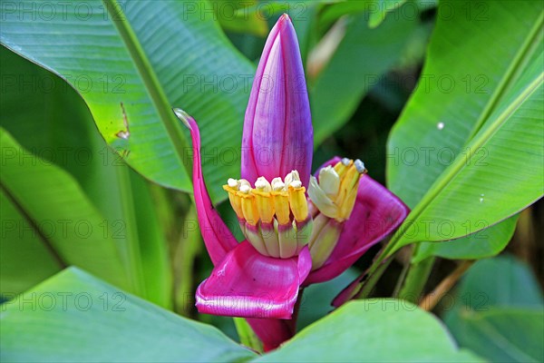 Ornamental banana