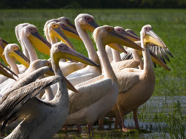 Great white pelicans