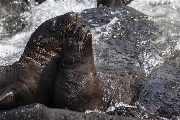 Galapagos sea lions