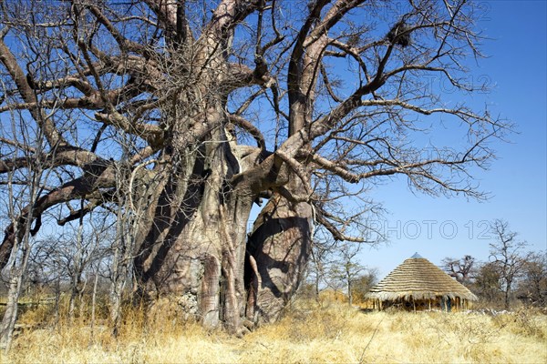 African baobab