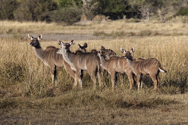 Greater kudu