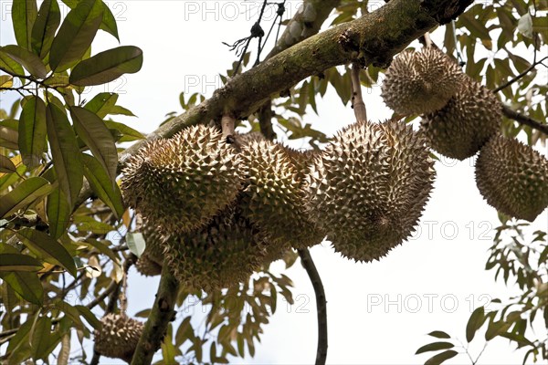 Durian