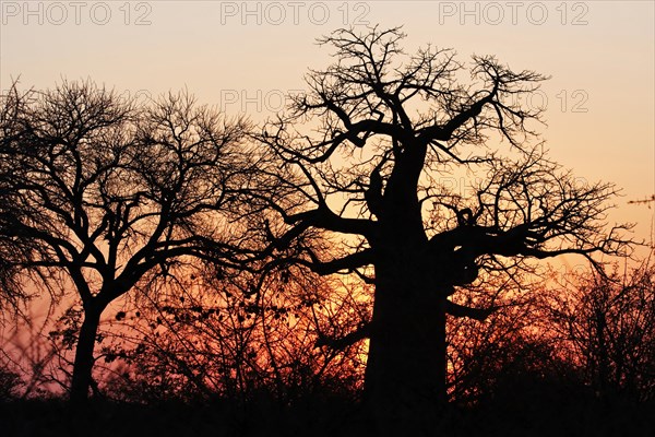 African baobab