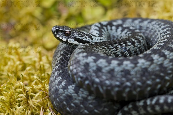 Common European Adder