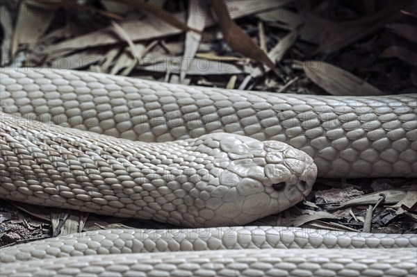 White Monocled cobra