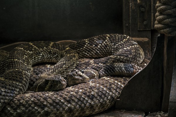 Two Western diamondback rattlesnakes