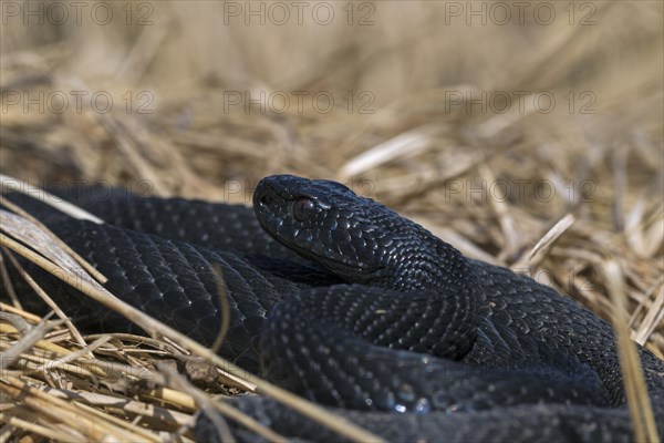 Common European adder