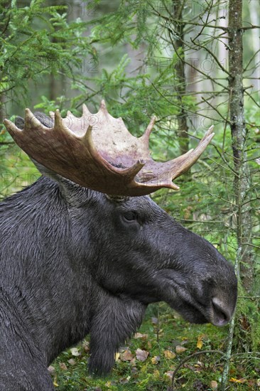 Moose