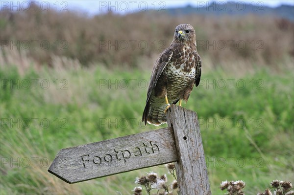 Common buzzard