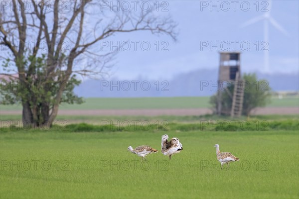 Great bustard