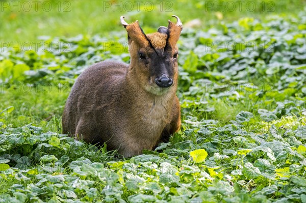 Reeves's muntjac