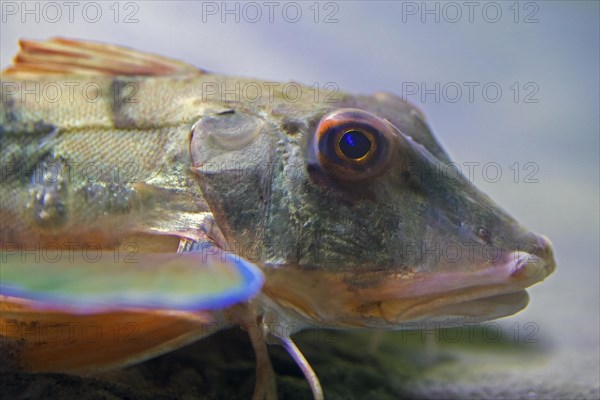 Tub gurnard