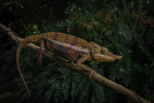 A male chameleon