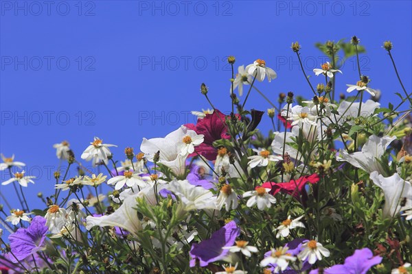 Various petunias