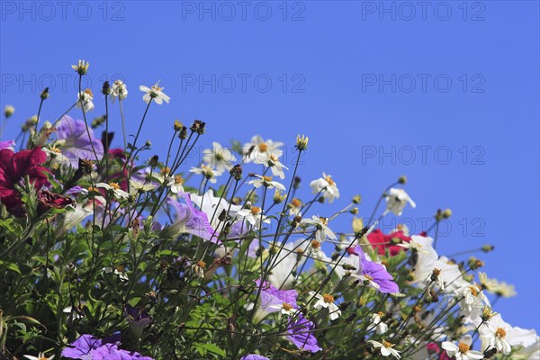 Various petunias