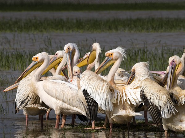 Great white pelicans