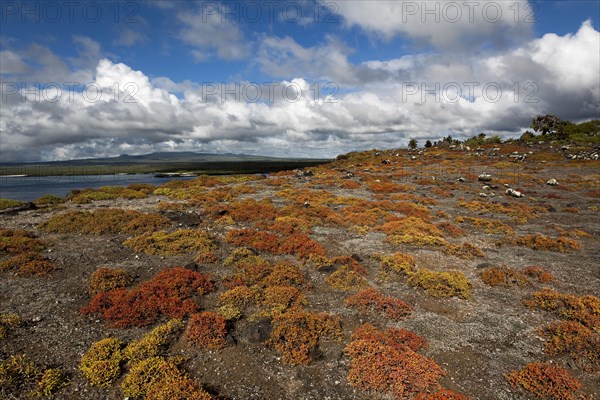 Galapagos carpet weed