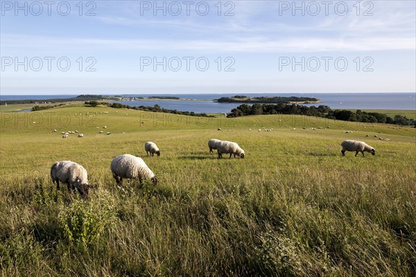 Bodden landscape with sheep
