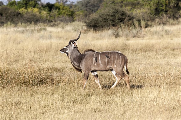 Greater kudu