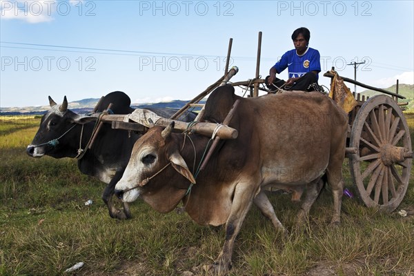 Ox cart