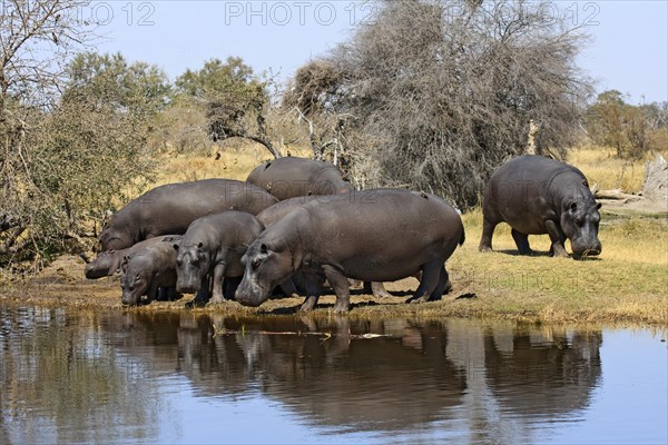(Hippopotamus amphibius) Moremi, Okavango Delta, Botswana, Africa