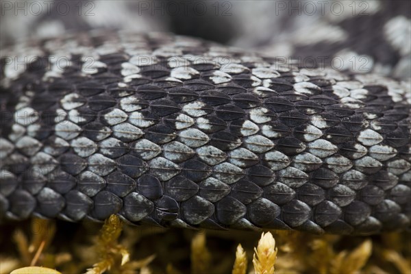 Common European Adder