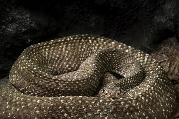 Uracoan rattlesnake