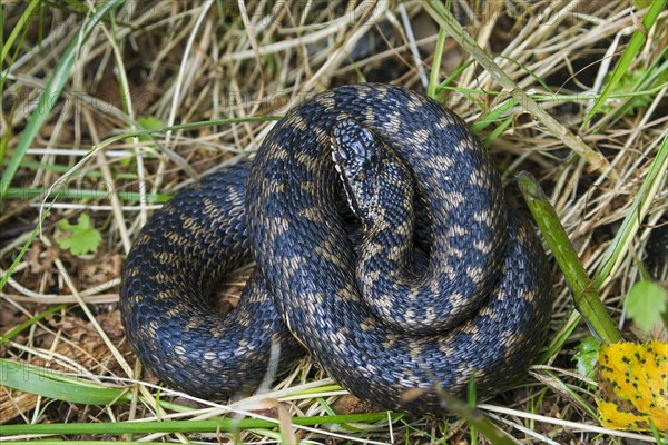 Common European adder