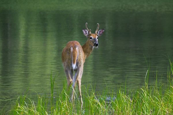 Whitetail deer