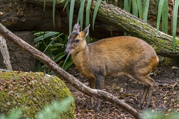 Reeves's muntjac