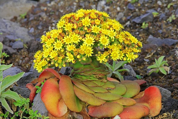 Thick-leaved plant