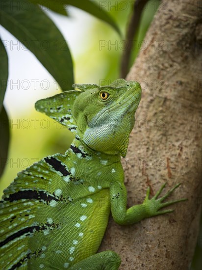 Plumed basilisk