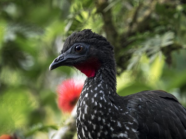 Crested guan