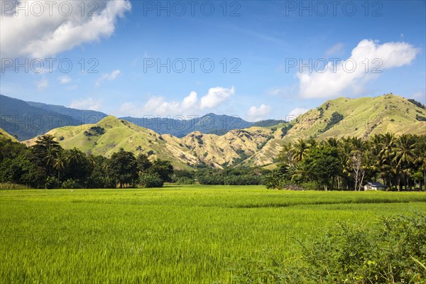 Rice fields and mountains