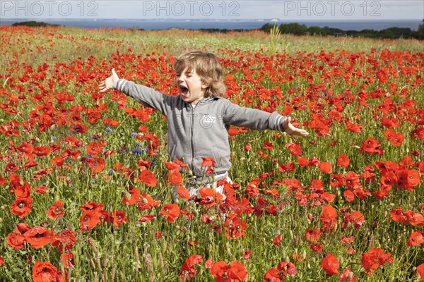 Boy in a field of poppies in blossom