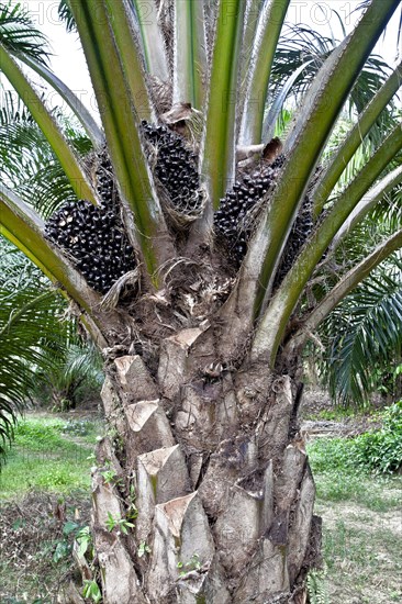 Oil fruits