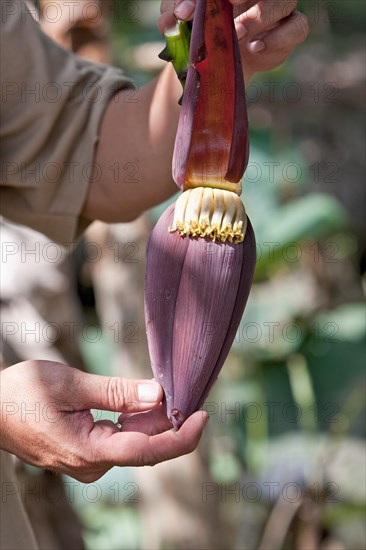 Hands holding banana