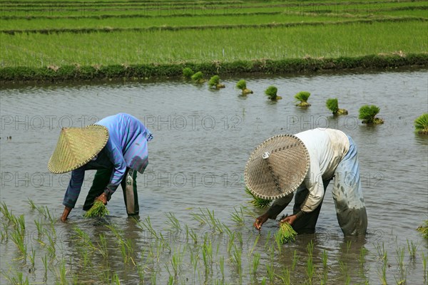 Rice farmers