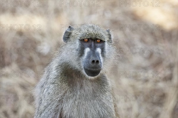 Chacma baboon