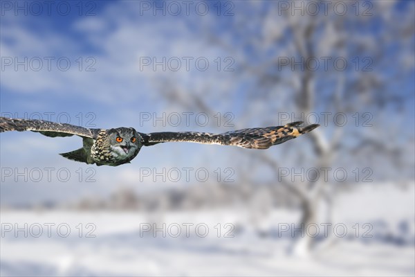 Eurasian eagle-owl