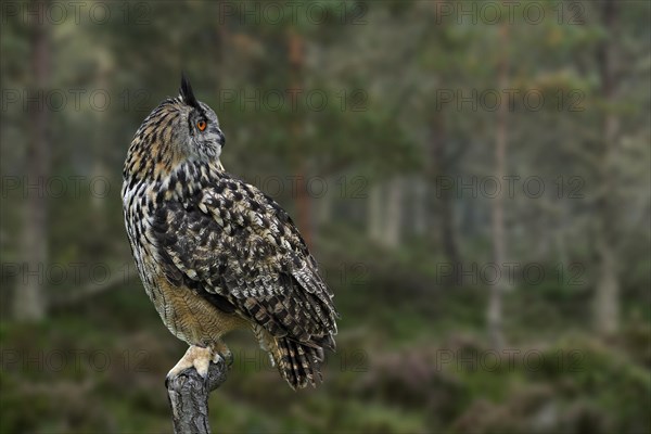 Eurasian eagle-owl